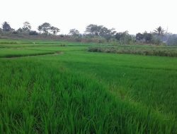 Pesawahan, Keindahan Alam yang Menjaga Kelestarian dan Ketahanan Pangan