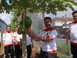Panen Raya Pepaya, Melon, dan Terong Warnai Program Pembinaan Kemandirian di Lapas Kelas IIA Purwokerto