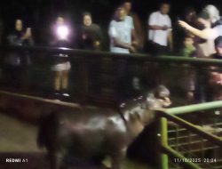 Ragunan Resmi Buka Program “Night at the Zoo”, Pengunjung Bisa Nikmati Sensasi Wisata Malam Bersama Satwa Nocturnal