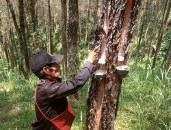 Perhutani Bandung Utara Perkuat Sinergi dengan LMDH Untuk Optimalkan Produksi Getah Pinus