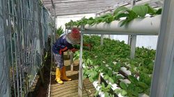 Lapas Kotabaru Optimalkan Lahan Terbatas Lewat Penyemaian dan Pemeliharaan Tanaman Hidroponik