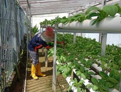Lapas Kotabaru Optimalkan Lahan Terbatas Lewat Penyemaian dan Pemeliharaan Tanaman Hidroponik