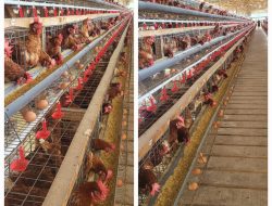 Peternak Tolak Rencana BPI Danantara Masuk Bisnis Unggas membangun Peternakan, matikan UMKM usaha Peternak ayam