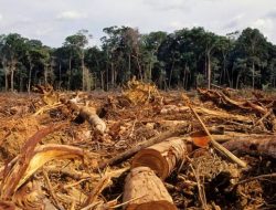 Aktivis TRAMP Dar Edi Yoga Ingatkan Kerusakan Hutan Masih Pada Tahap Mengkhawatirkan