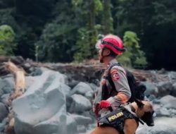 Kisah Kemanusiaan dan Kesetiaan Anjing Pelacak & K-9 handler