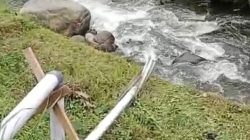 Diduga Buang Limbah ke Sungai, Dapur MBG Dipersoalkan Warga Cipanas