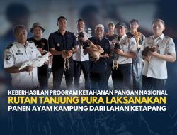 Keberhasilan Program Ketahanan Pangan Nasional Rutan Tanjung Pura Laksanakan Panen Ayam Kampung dari Lahan Ketapang