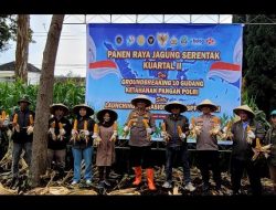 Perhutani Laksanakan Panen Raya Jagung Kuartal II Tahun 2026 di Cisarua