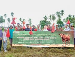 PT International Green Industrial Park berbagi berkah kurban dengan Masyarakat Desa Sambalagi dan Desa Were’ea