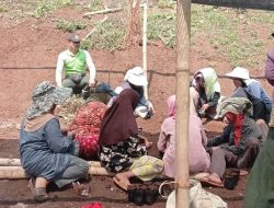 Perhutani Bandung Utara Tingkatkan Kualitas Persemaian melalui Pembinaan dan Evaluasi