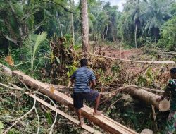 Satgas TMMD Ke-129 Tunjukkan Dedikasi, Ambil Material Kayu untuk Renovasi RTLH di Desa Umbele