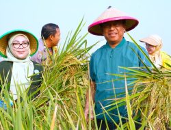Munjirin Panen Padi Ciherang di Cakung, Urban Farming Bali Lestari Hasilkan 10 Ton Gabah