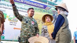 Panen Padi Lanud Halim Perdanakusuma Jakarta Perkuat Ketahanan Pangan Nasional 