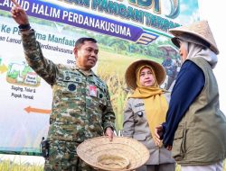 Panen Padi Lanud Halim Perdanakusuma Jakarta Perkuat Ketahanan Pangan Nasional 