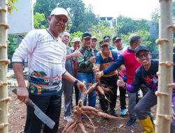 Munjirin Panen Singkong dan Petai Bersama Warga Cipinang Melayu, Dukung Ketahanan Pangan