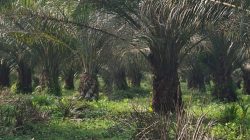Hama Ulat Diduga Serang Kebun PTPN IV Tanah Raja, Partai Buruh Minta Penanganan