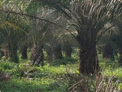 Hama Ulat Diduga Serang Kebun PTPN IV Tanah Raja, Partai Buruh Minta Penanganan