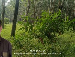 AJH Minta Pemeriksaan Kondisi Kebun Tanah Raja, Soroti Gulma dan Dugaan Hama